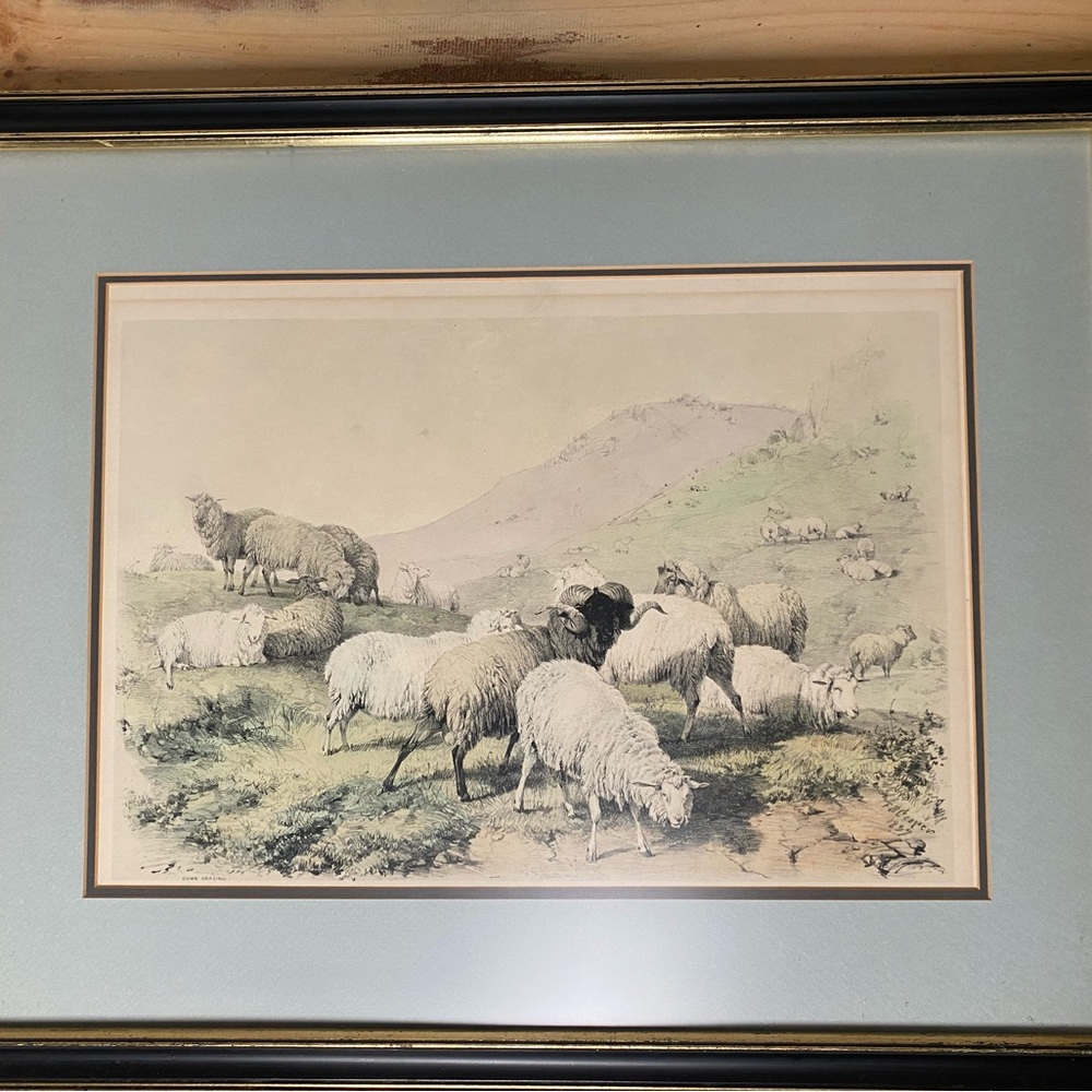 Sheep in Pasture 19th c. lithograph + frame by Thomas Sidney Cooper